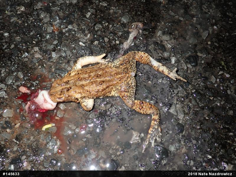 Eastern American Toad