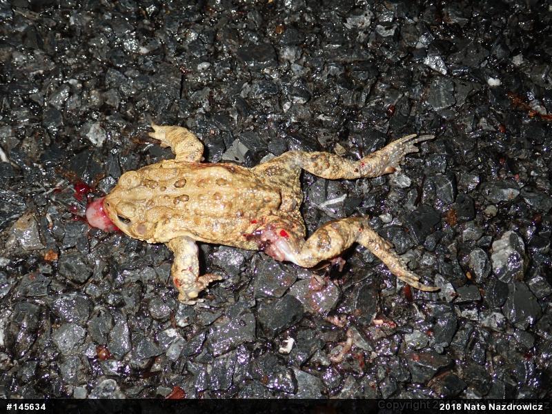 Eastern American Toad
