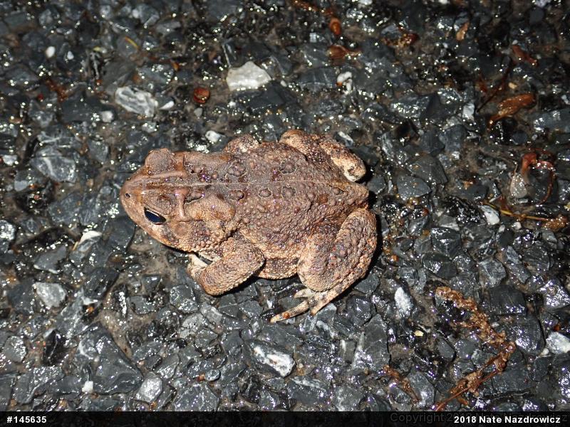 Eastern American Toad