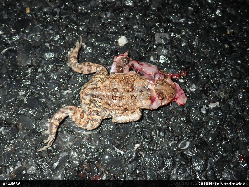 Eastern American Toad