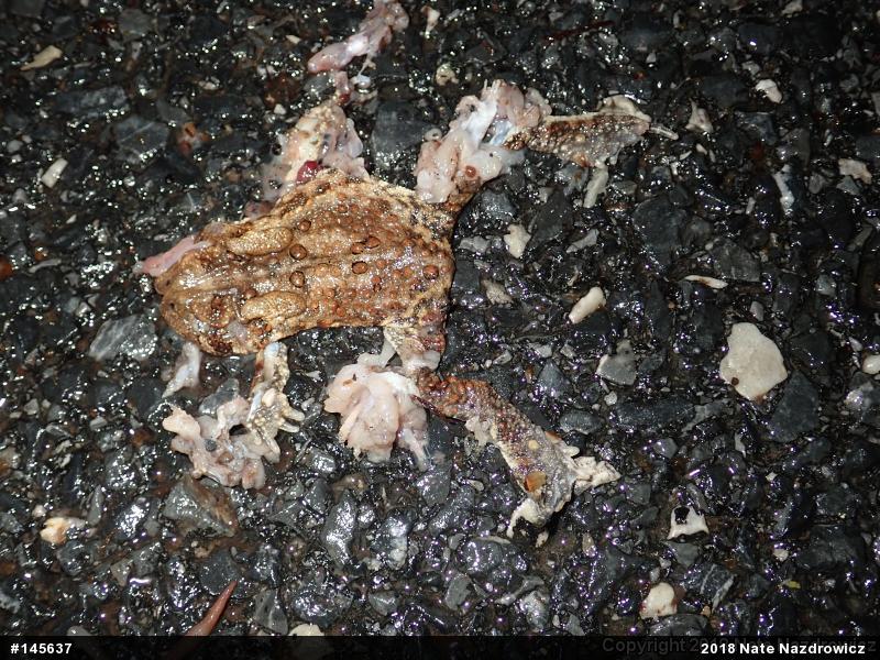 Eastern American Toad