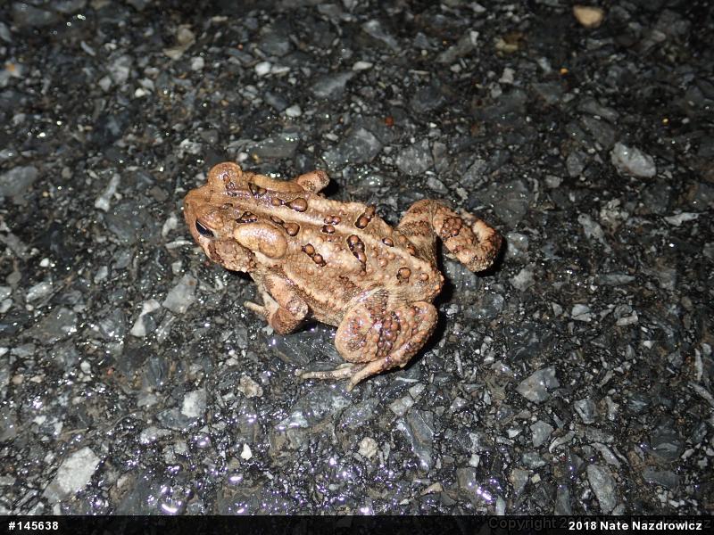 Eastern American Toad