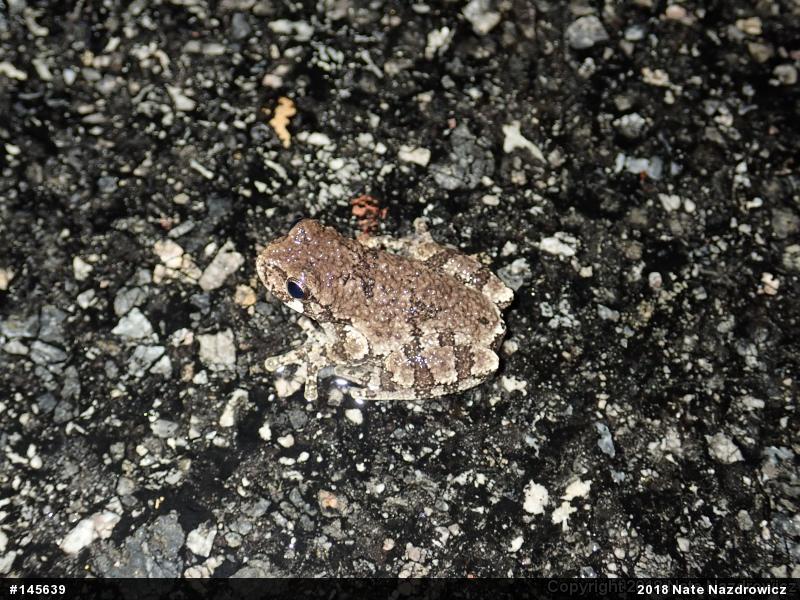 Unknown Gray Treefrog