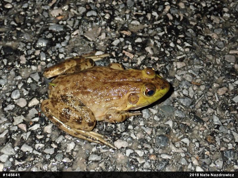 American Bullfrog