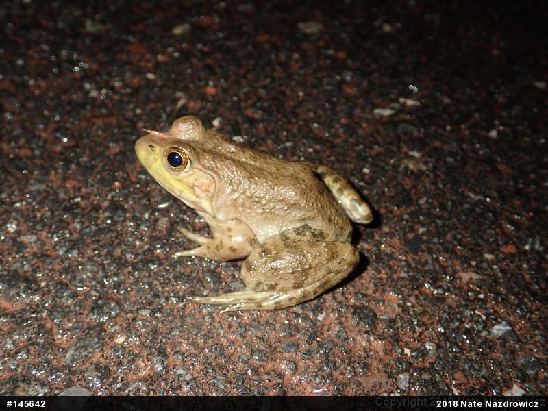 American Bullfrog