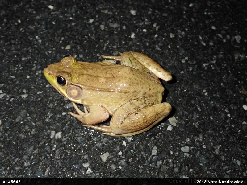 Green Frog