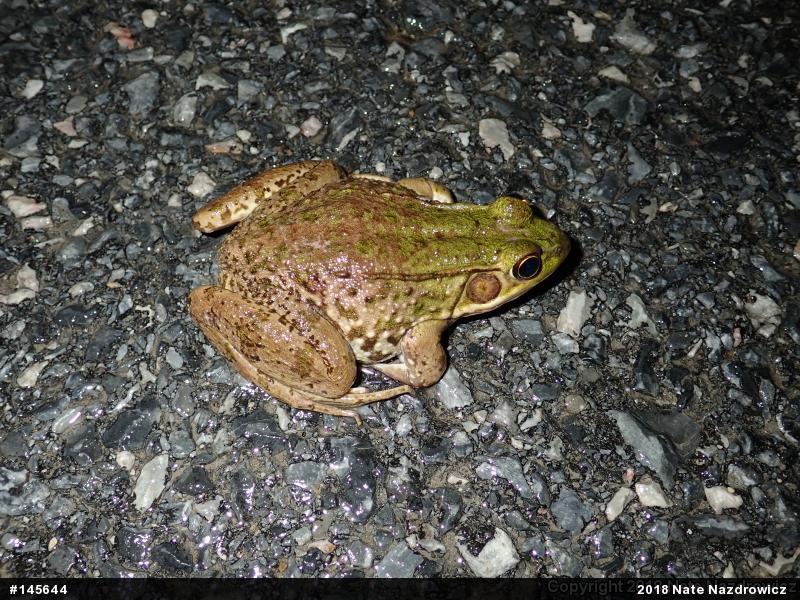 Green Frog