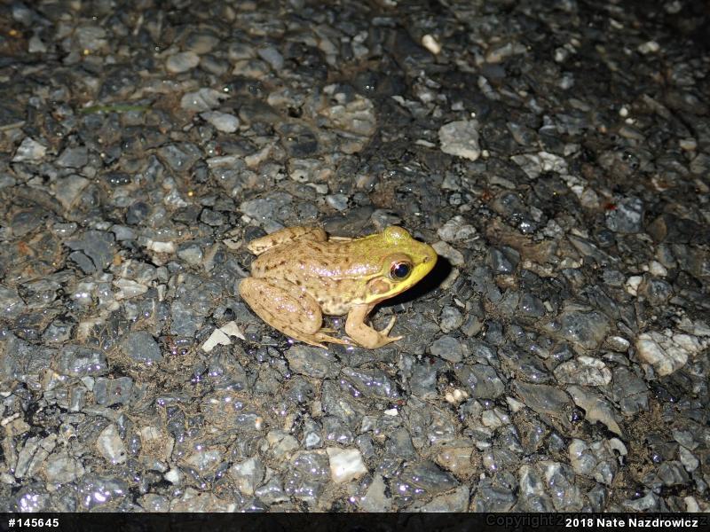 Green Frog