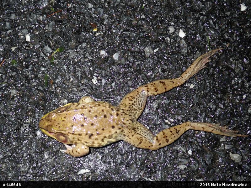 Green Frog