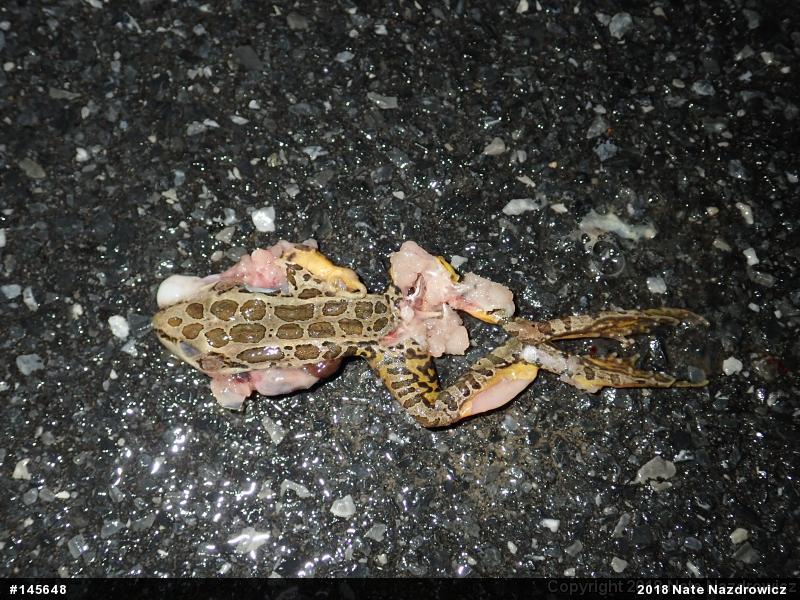 Pickerel Frog