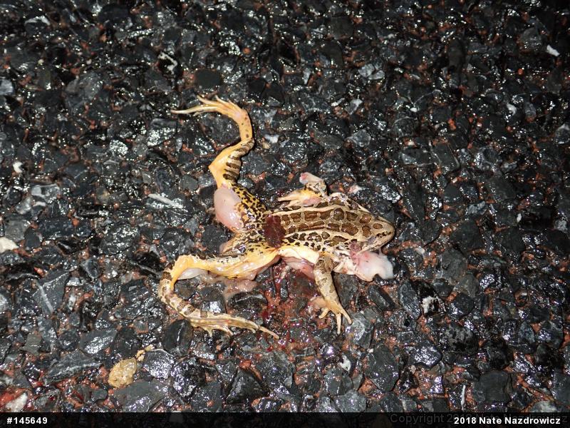 Pickerel Frog