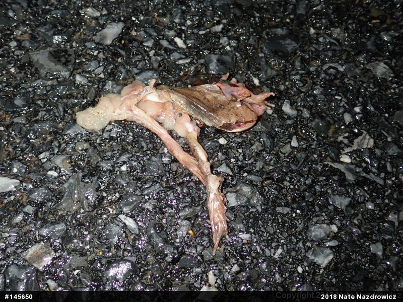 Wood Frog