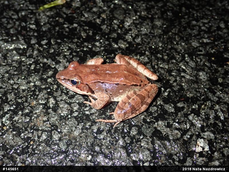 Wood Frog