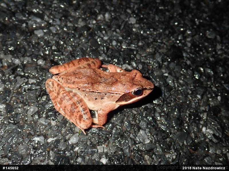 Wood Frog