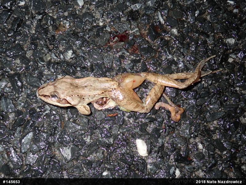 Wood Frog