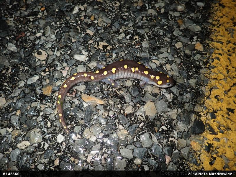 Spotted Salamander