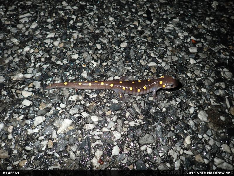 Spotted Salamander
