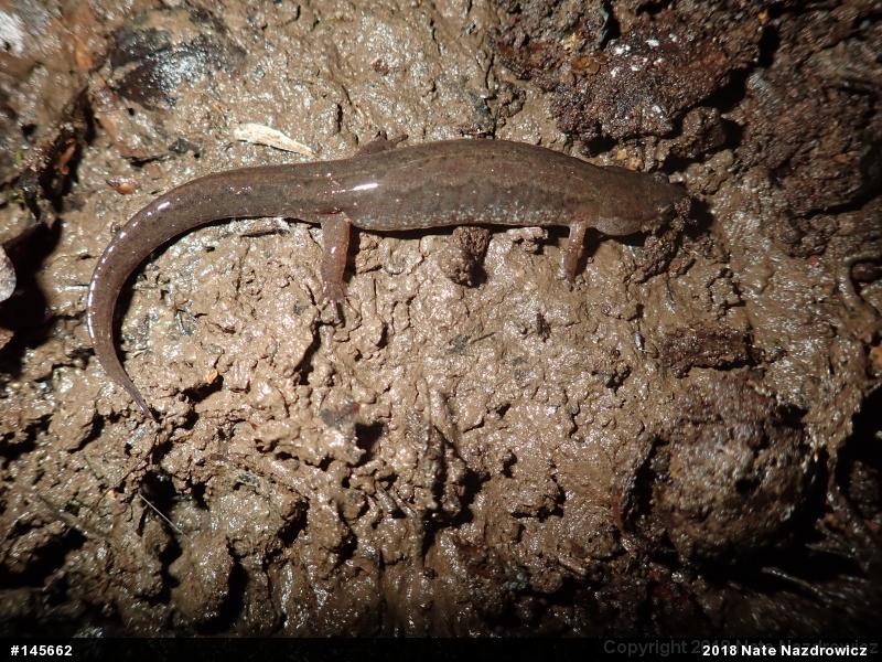 Northern Dusky Salamander