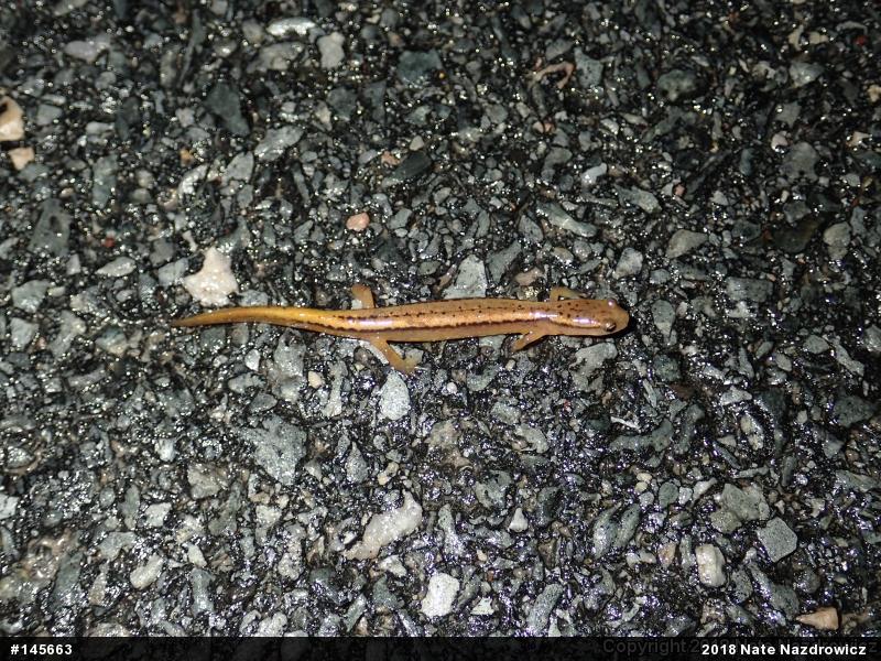 Northern Two-lined Salamander