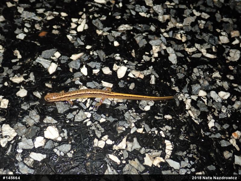 Northern Two-lined Salamander