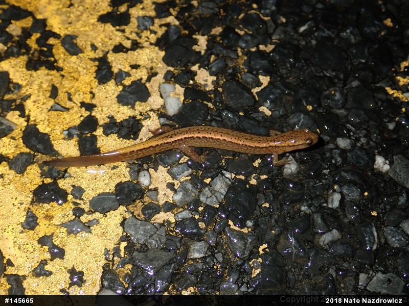Northern Two-lined Salamander