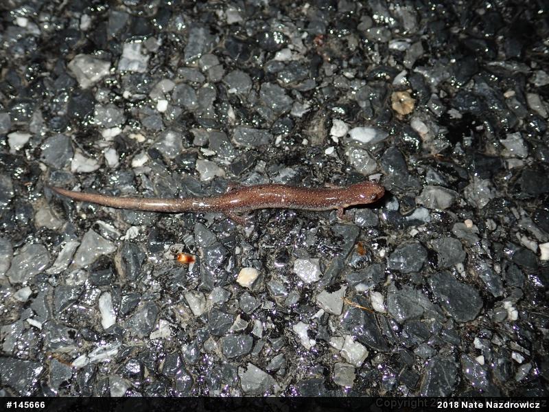 Eastern Red-backed  Salamander