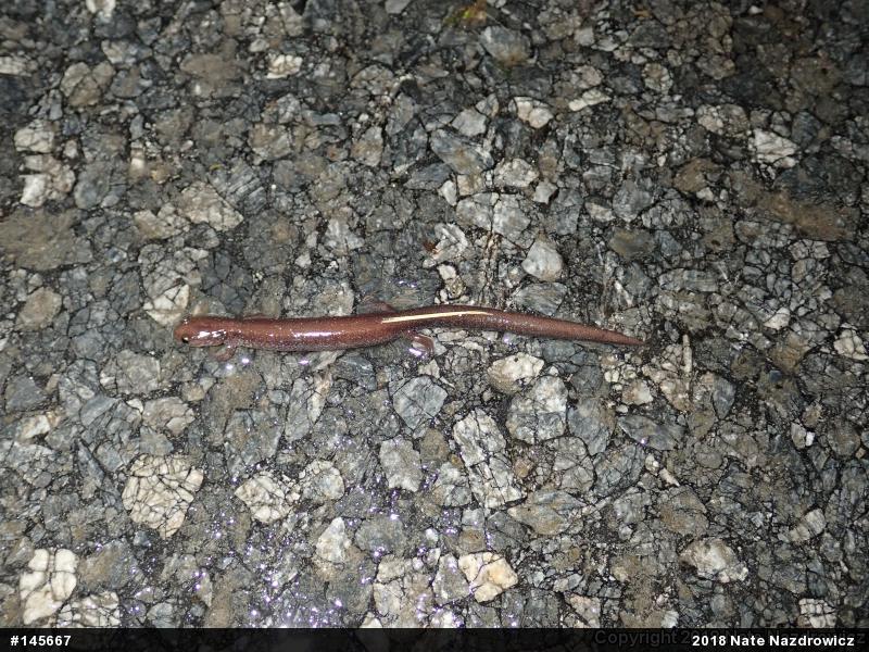 Eastern Red-backed  Salamander