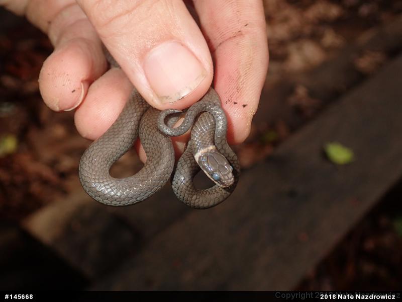 Northern Ring-necked Snake