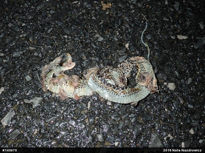 Eastern Gartersnake