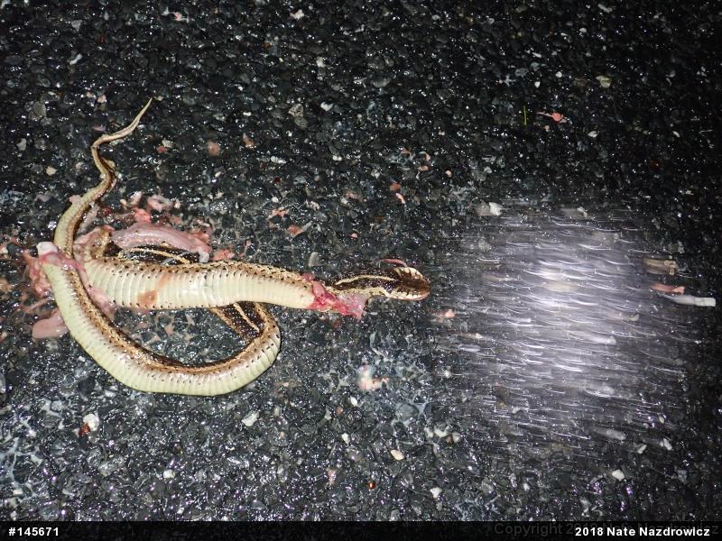 Eastern Gartersnake