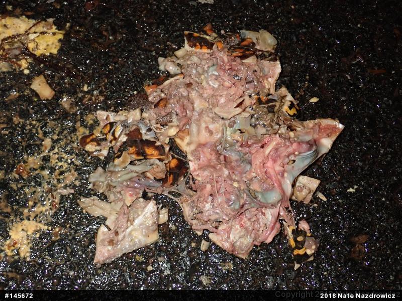 Eastern Box Turtle