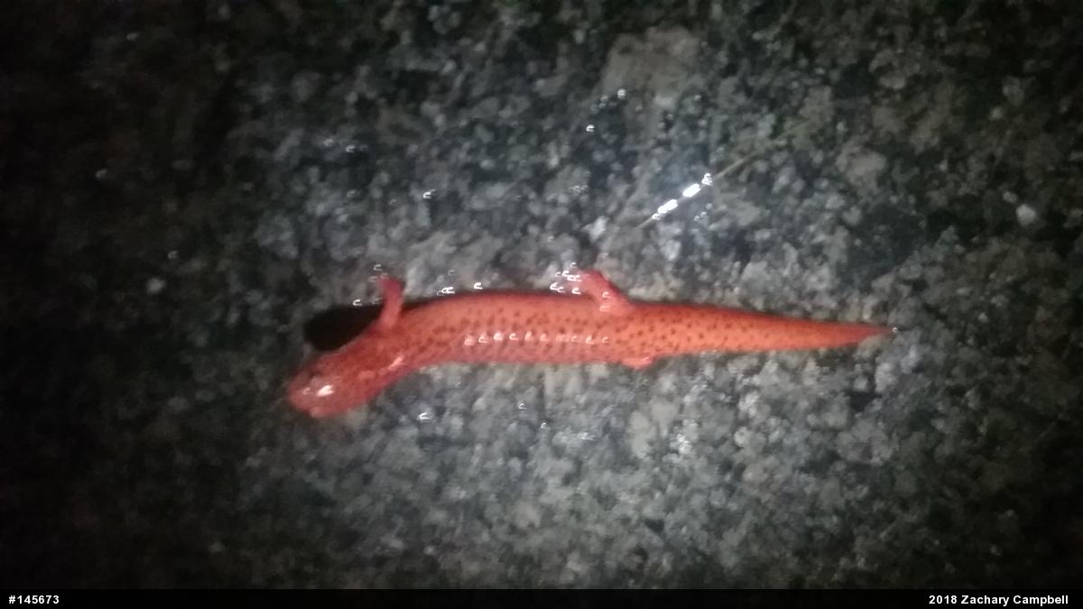 Northern Red Salamander