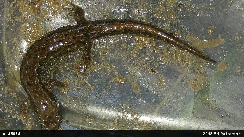 Northern Dusky Salamander