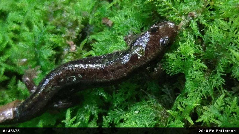 Allegheny Mountain Dusky Salamander