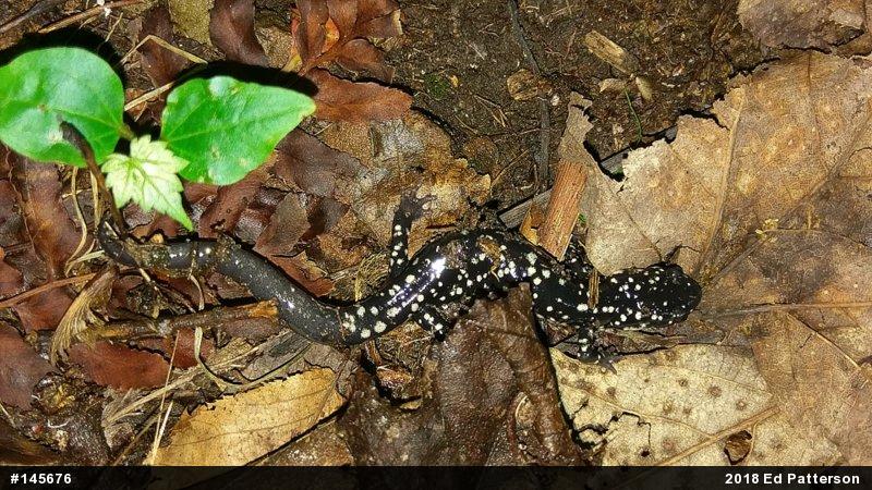Northern Slimy Salamander