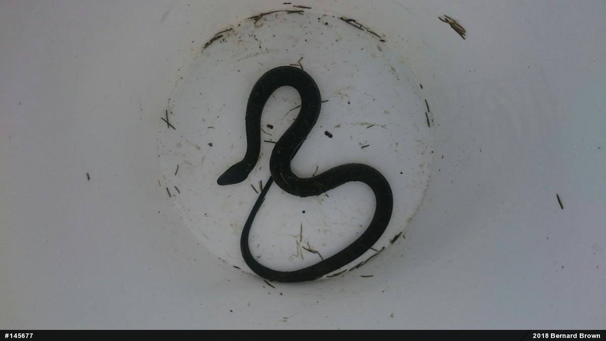 Northern Watersnake