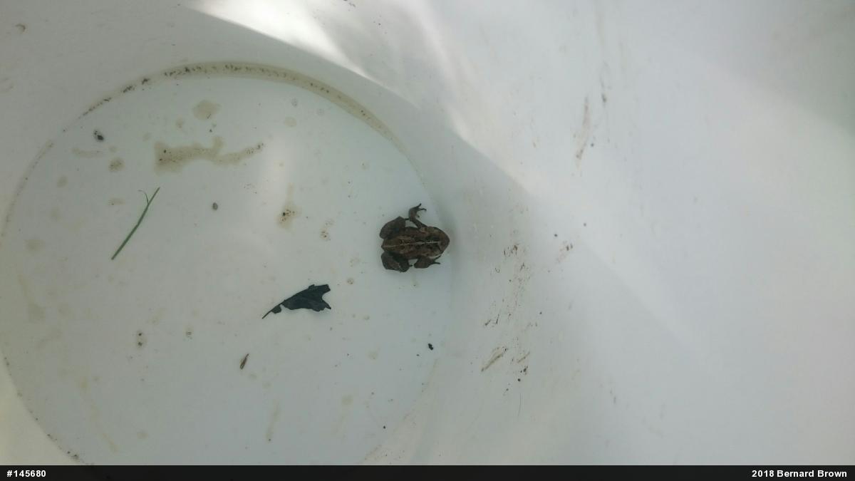 Eastern American Toad