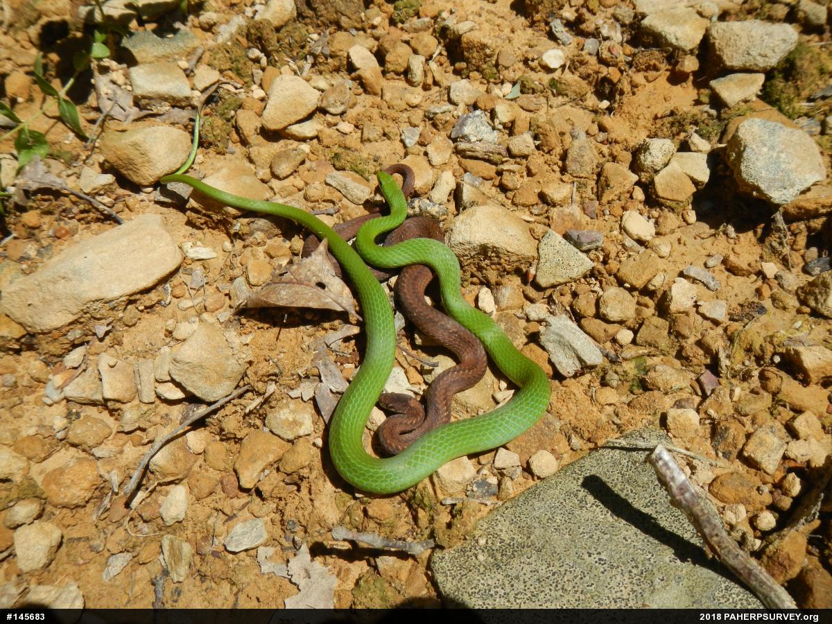 Smooth Greensnake