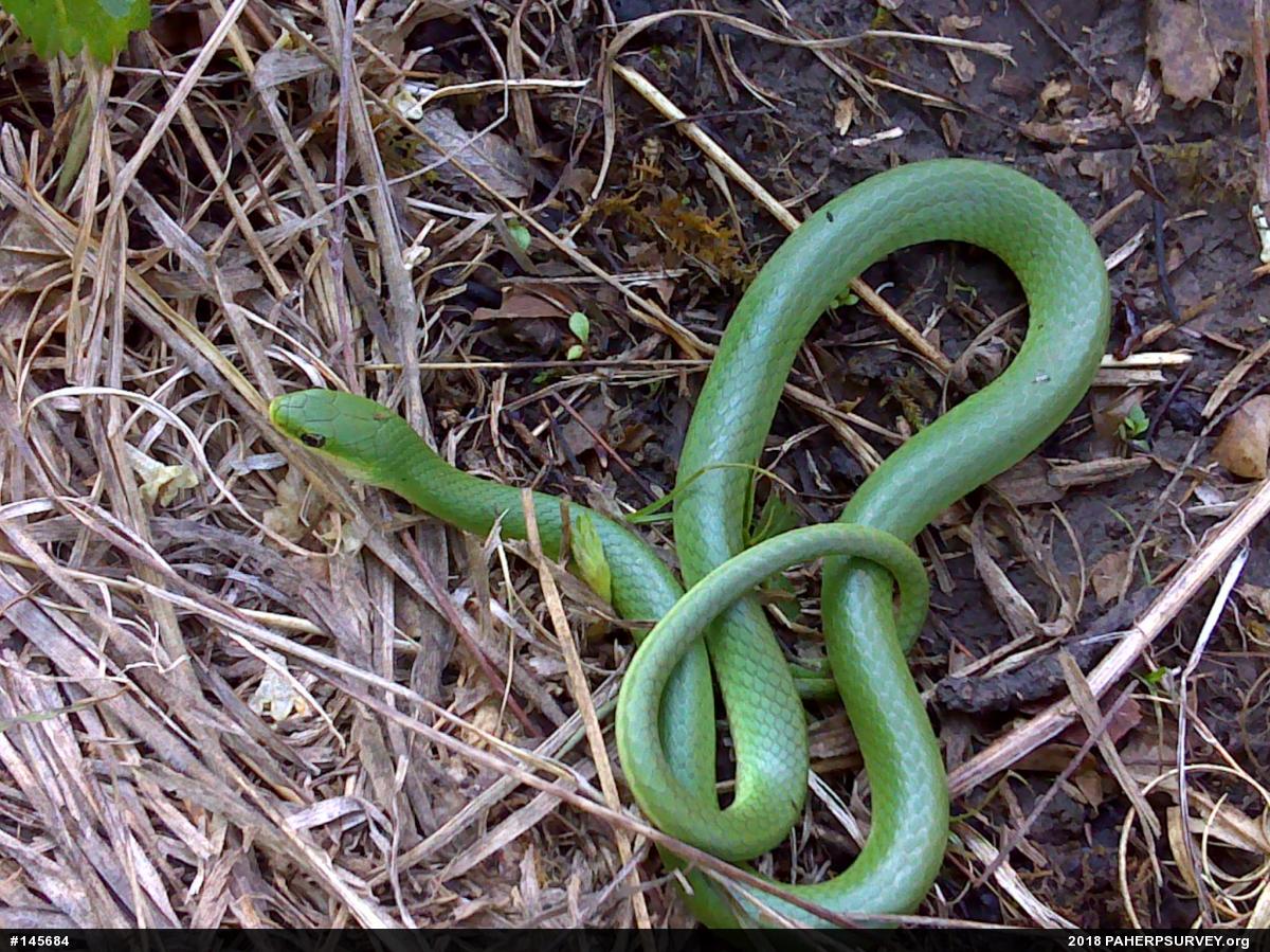 Smooth Greensnake