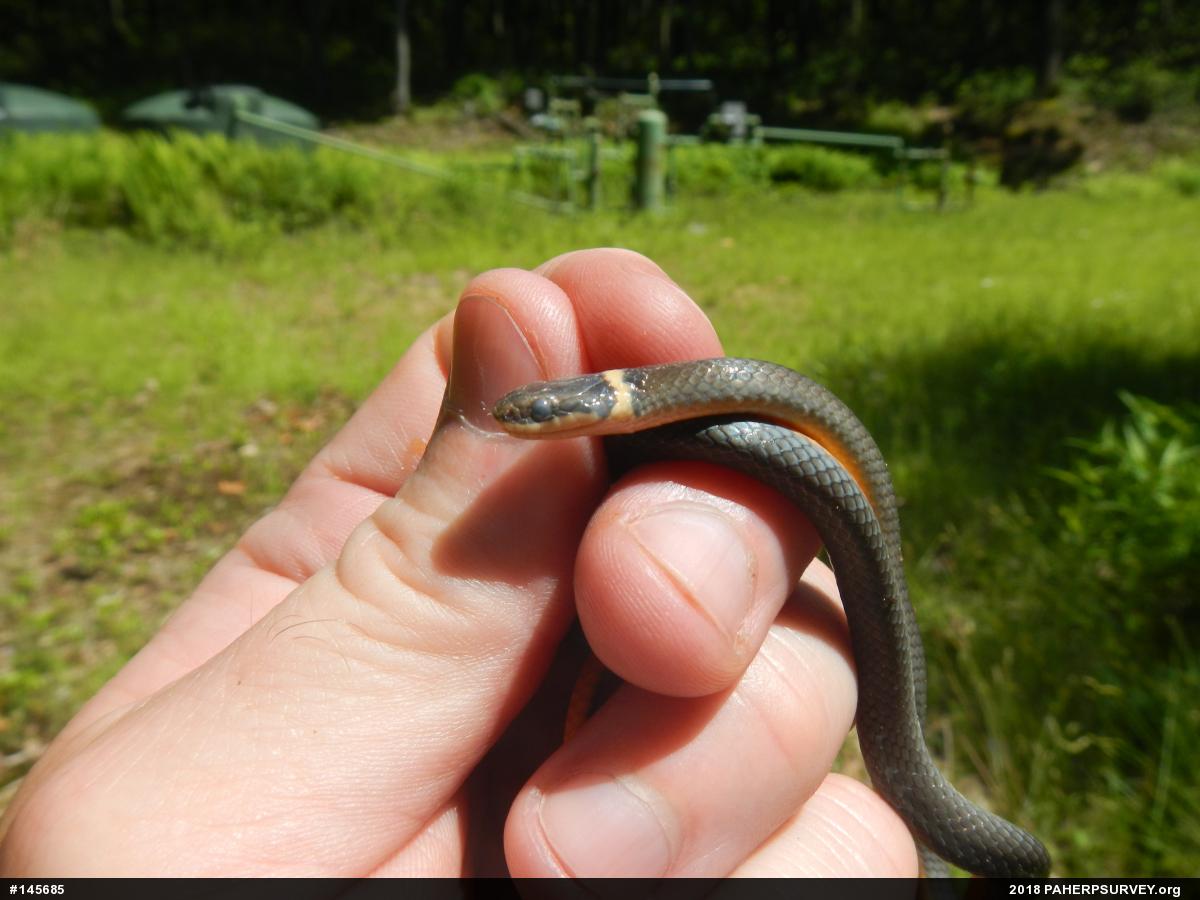 Northern Ring-necked Snake