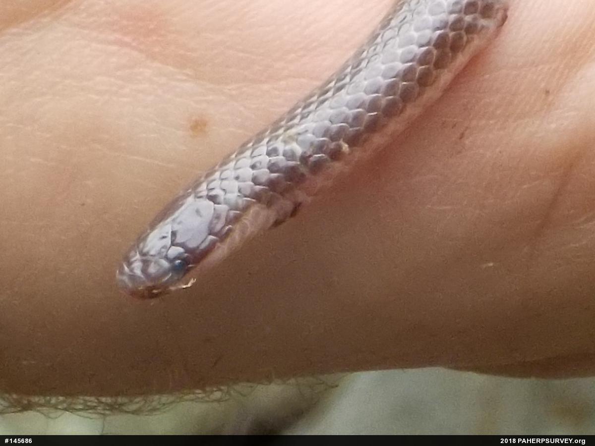 Eastern Wormsnake