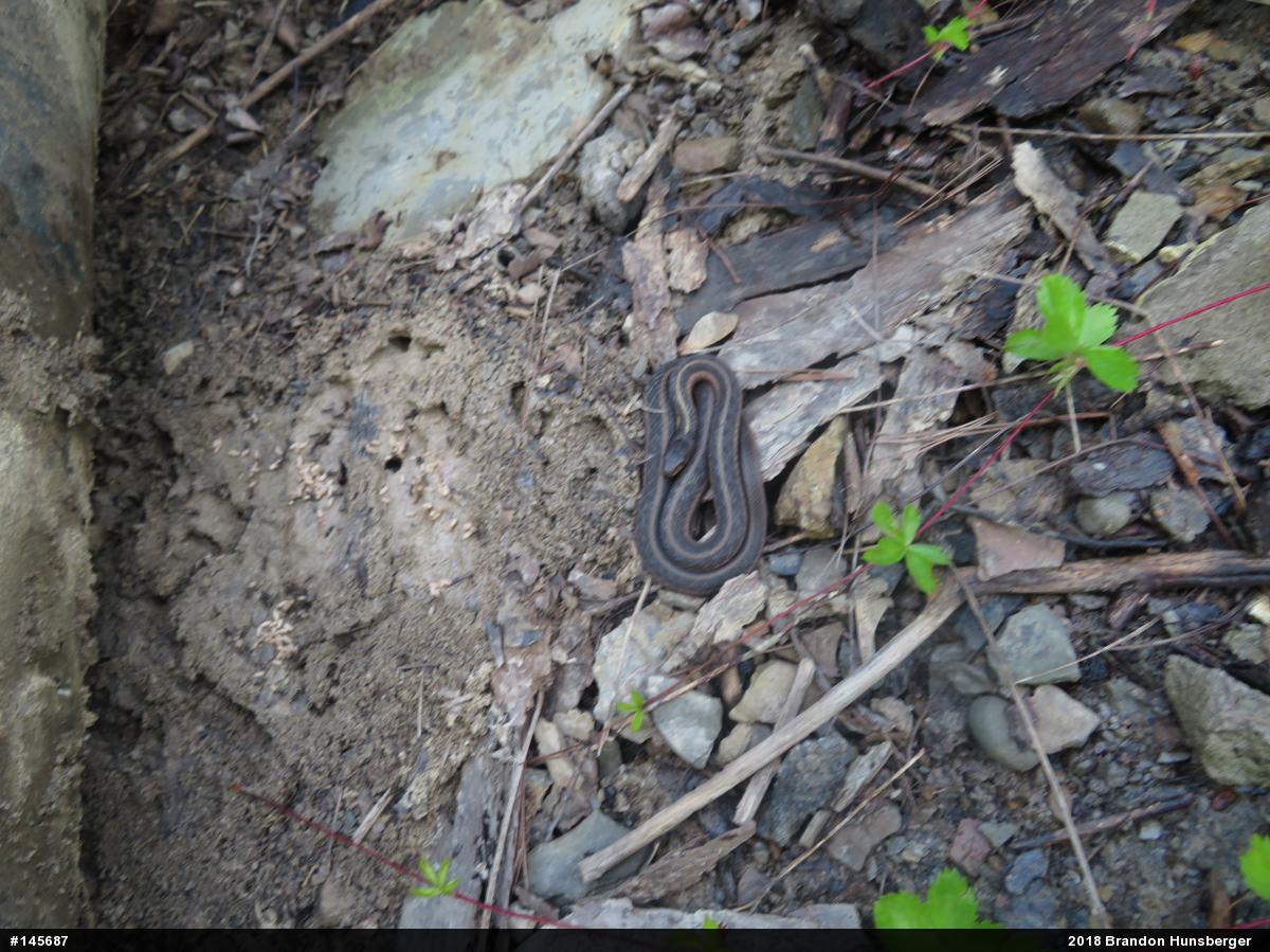 Eastern Gartersnake