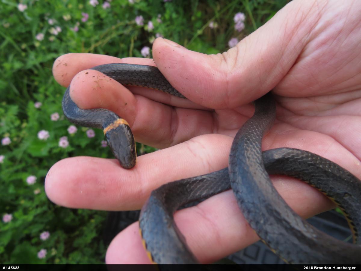 Northern Ring-necked Snake