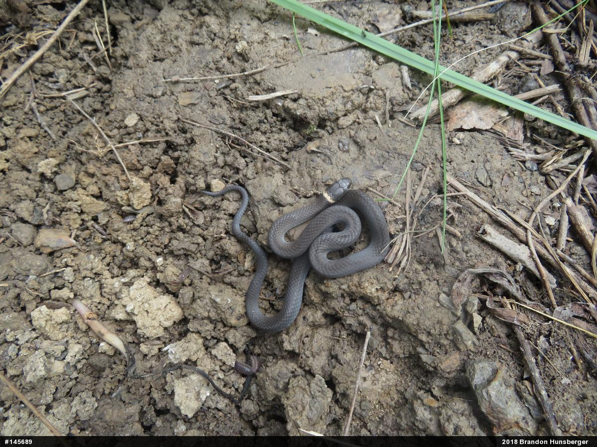 Northern Ring-necked Snake