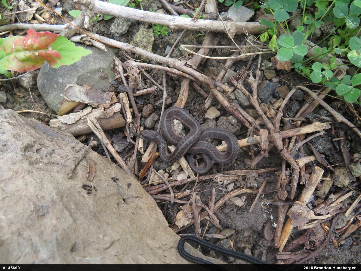 Eastern Gartersnake
