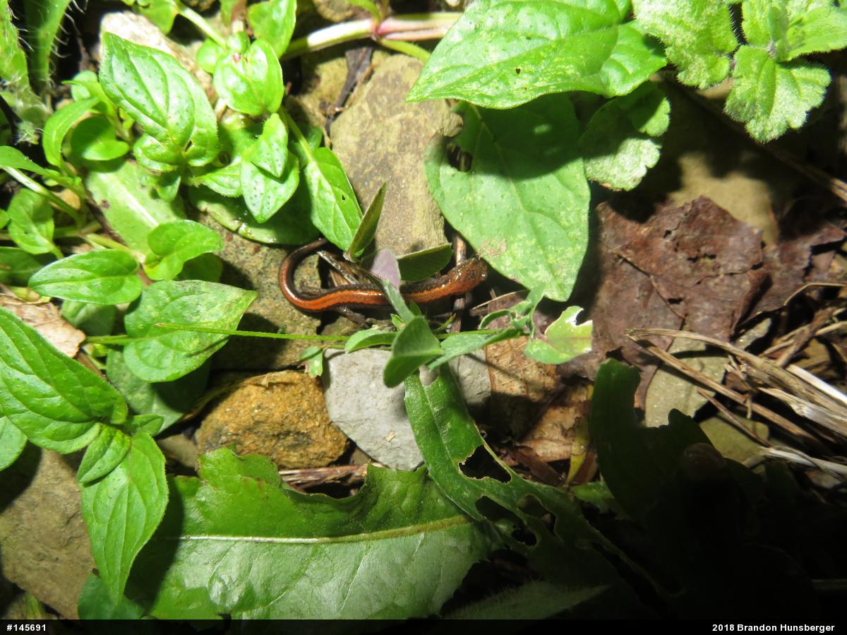 Eastern Red-backed  Salamander