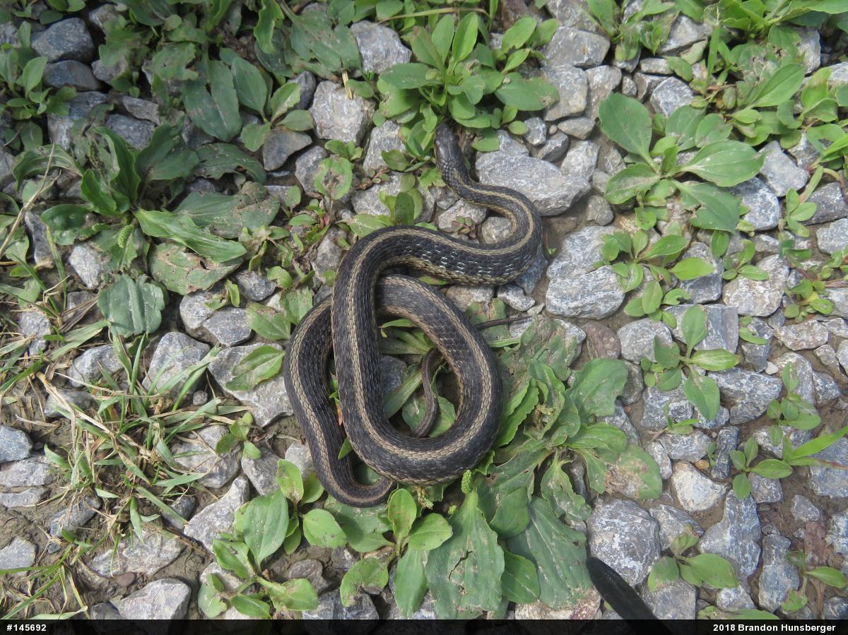Eastern Gartersnake