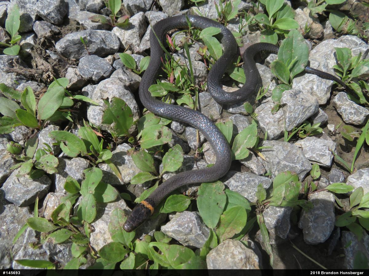 Northern Ring-necked Snake