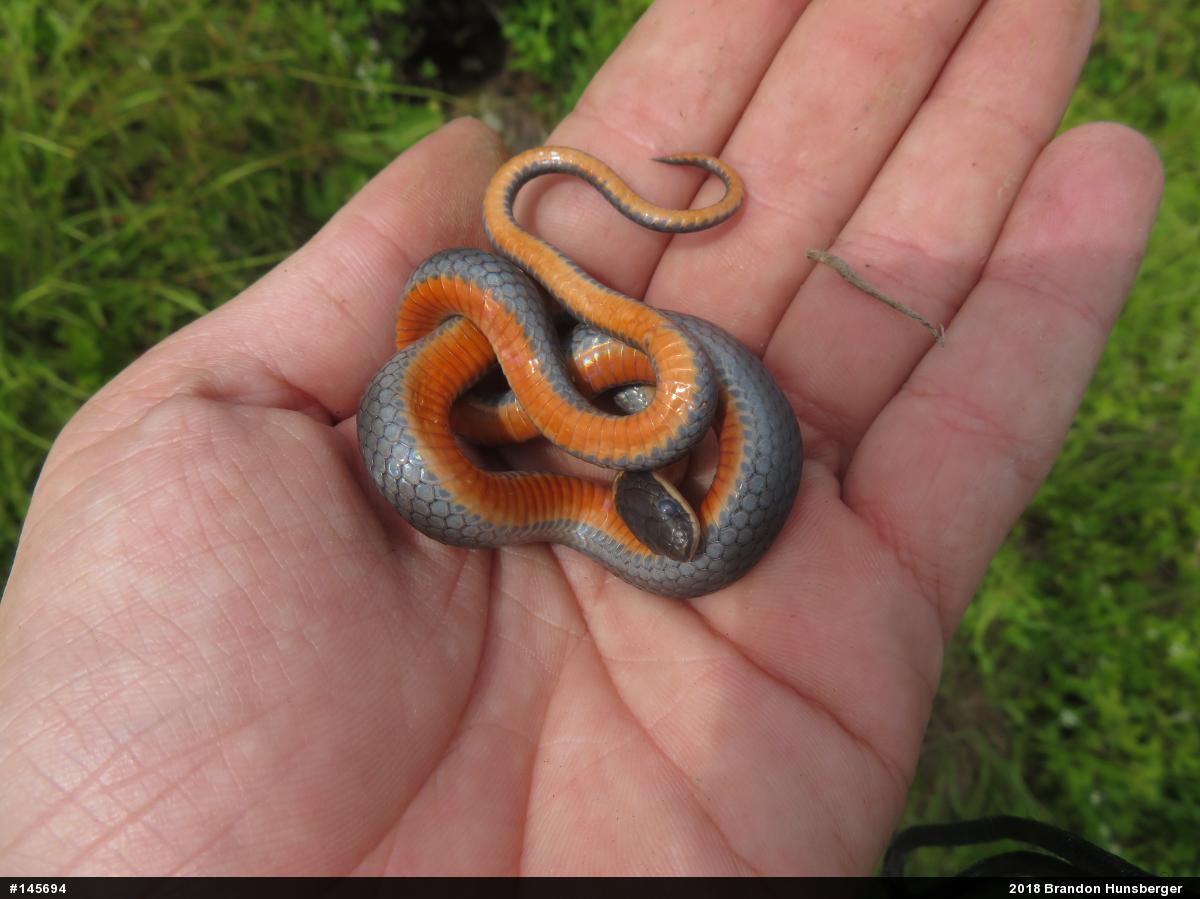 Northern Ring-necked Snake