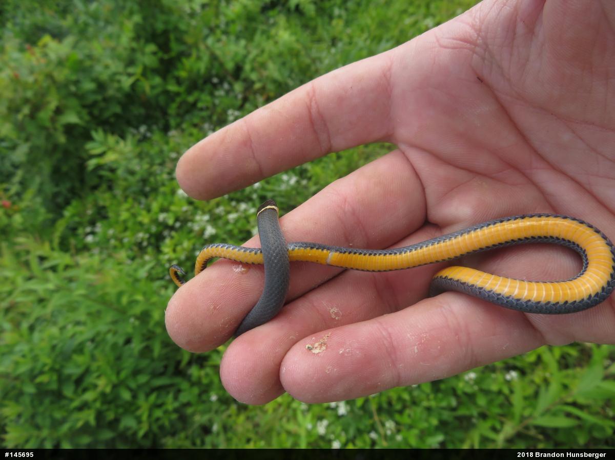 Northern Ring-necked Snake